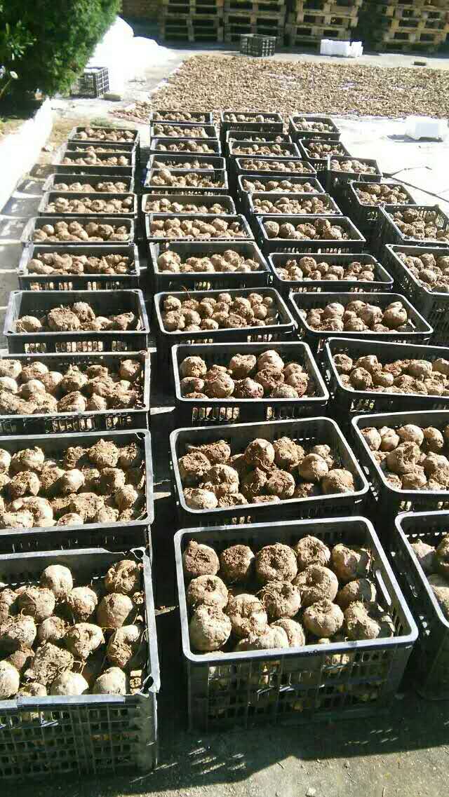 魔芋种植基地 求购魔芋种子