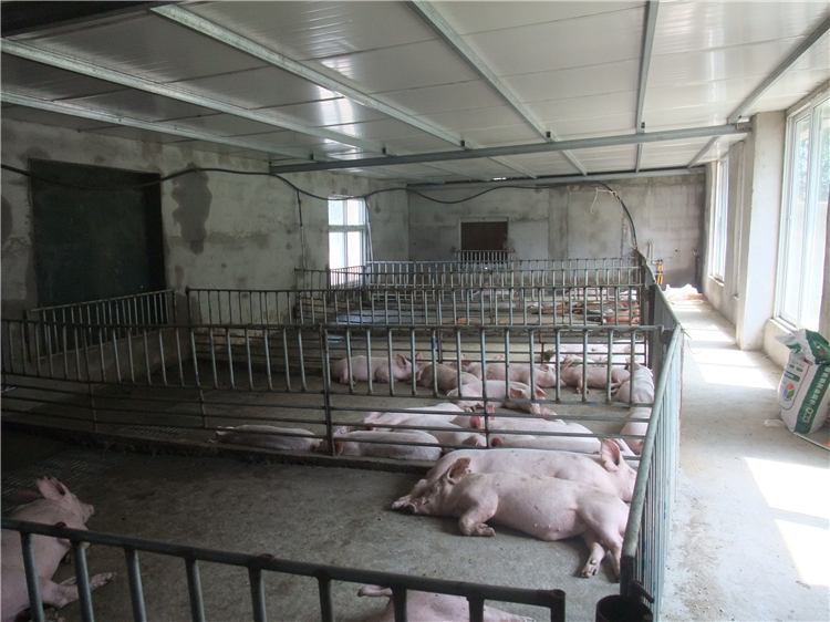 由二花脸,梅山,枫泾,嘉兴黑,横泾,米猪,沙乌头等猪种归并,1974年起