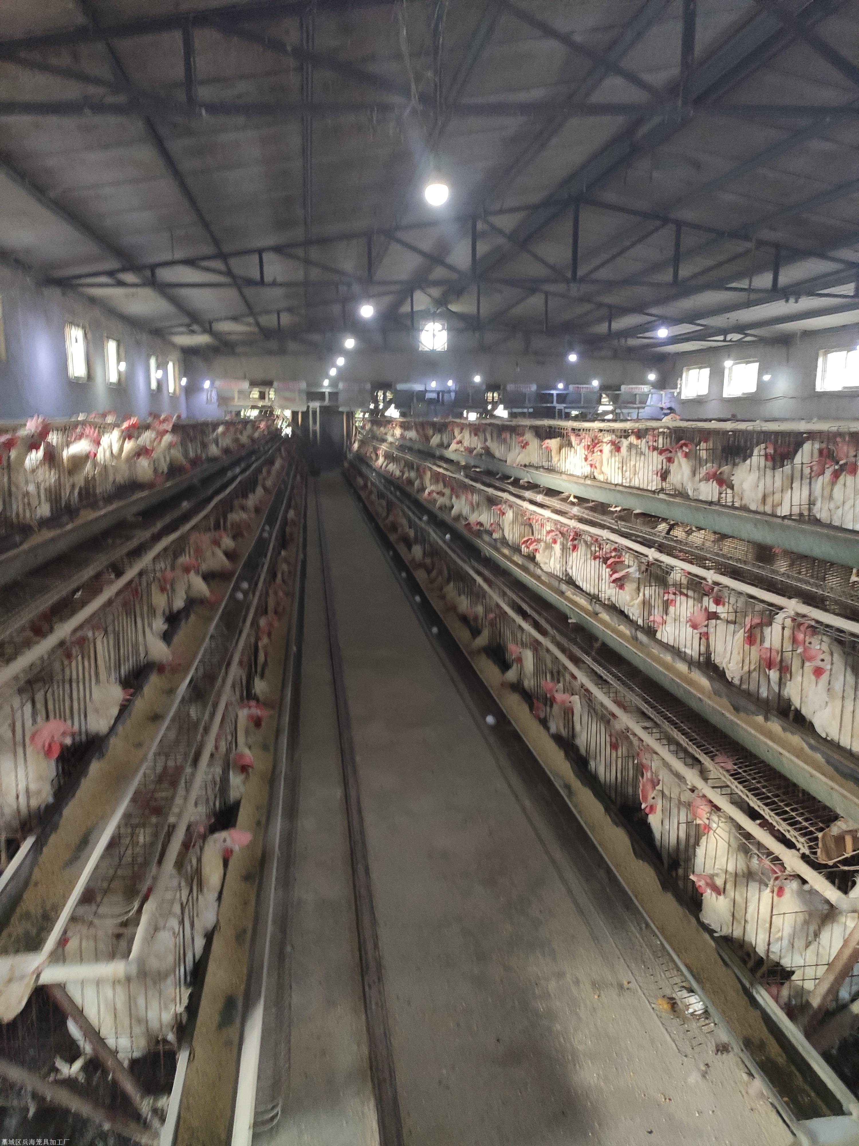 养殖场蛋鸡笼 自动化养鸡设备,三层立体蛋鸡笼,自动化蛋鸡养殖笼三层