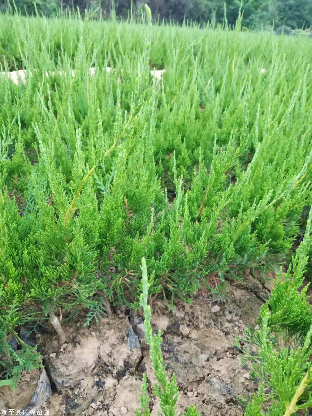 龙柏苗(龙柏苗木)