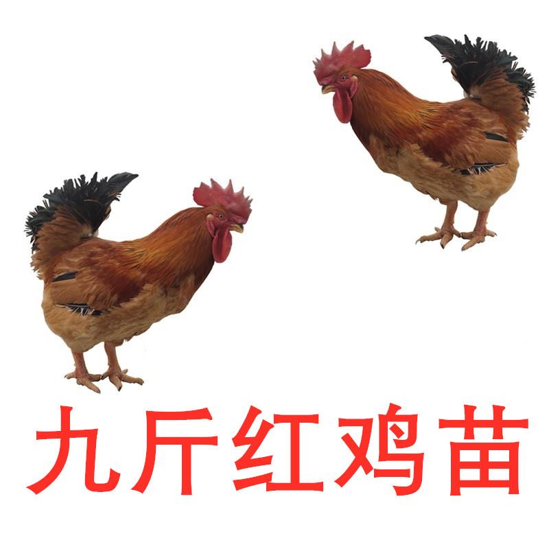 供应九斤红鸡苗,全国九斤红鸡苗批发运输,九斤红鸡苗价格优惠种纯