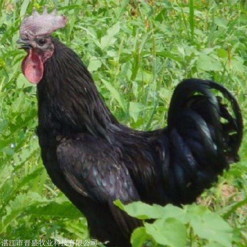 厂家供应八黑鸡苗有卖孵化场八黑鸡苗厂家八黑鸡鸡苗优惠