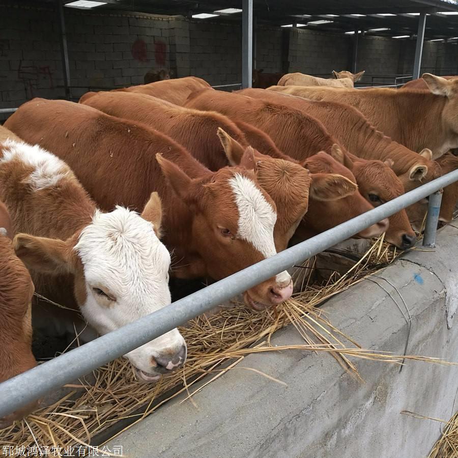 d:kh111代发资料找商网袁总三元牛杂交牛黄牛22