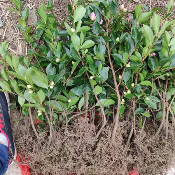 茶梅小苗价格,茶梅苗批发供应,茶梅树苗批发
