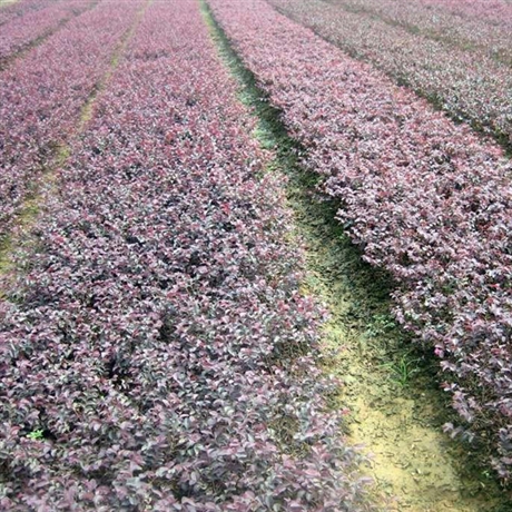 精品红花继木 红花继木球 红花继木基地供应