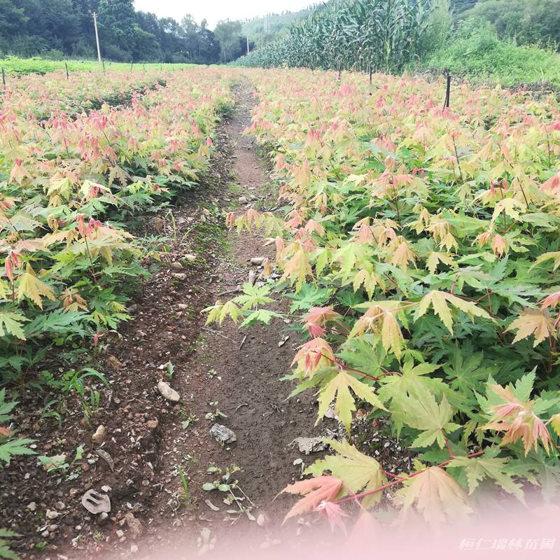 本溪耐寒枫叶树小苗九角枫苗九角枫树苗基地