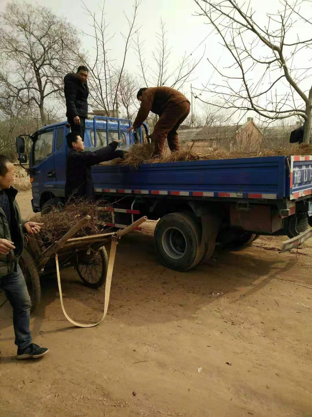 正在裝車昂昂溪區突尼斯軟籽石榴樹苗,多少錢一顆