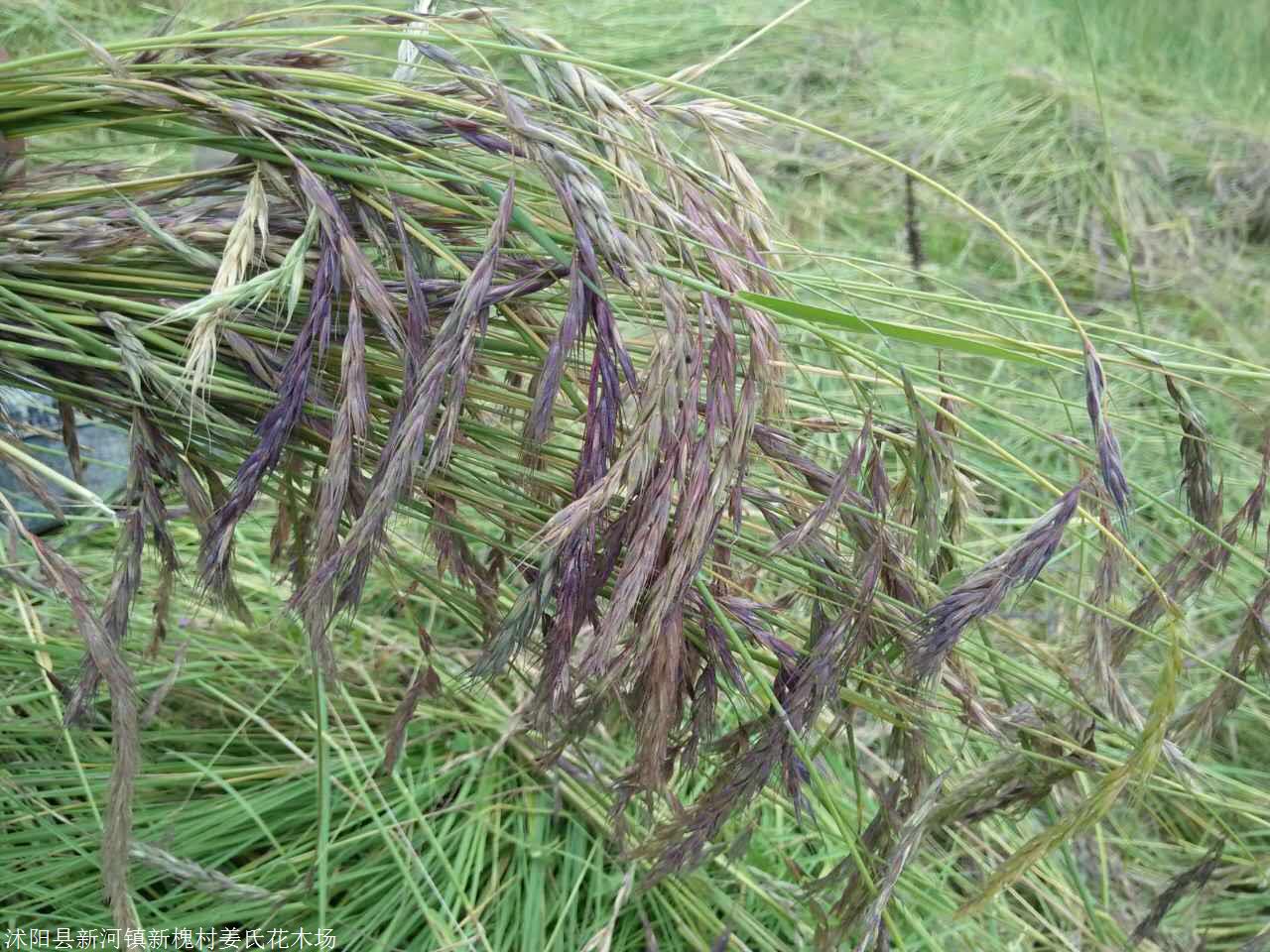 大量紫羊茅一年生黑麥草披鹼草種子價格