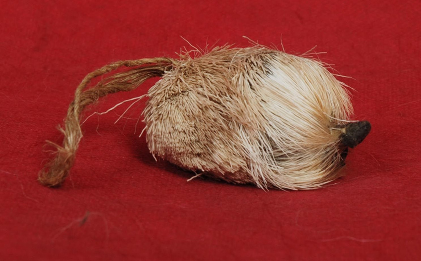 麝香的价格会居高不下吗