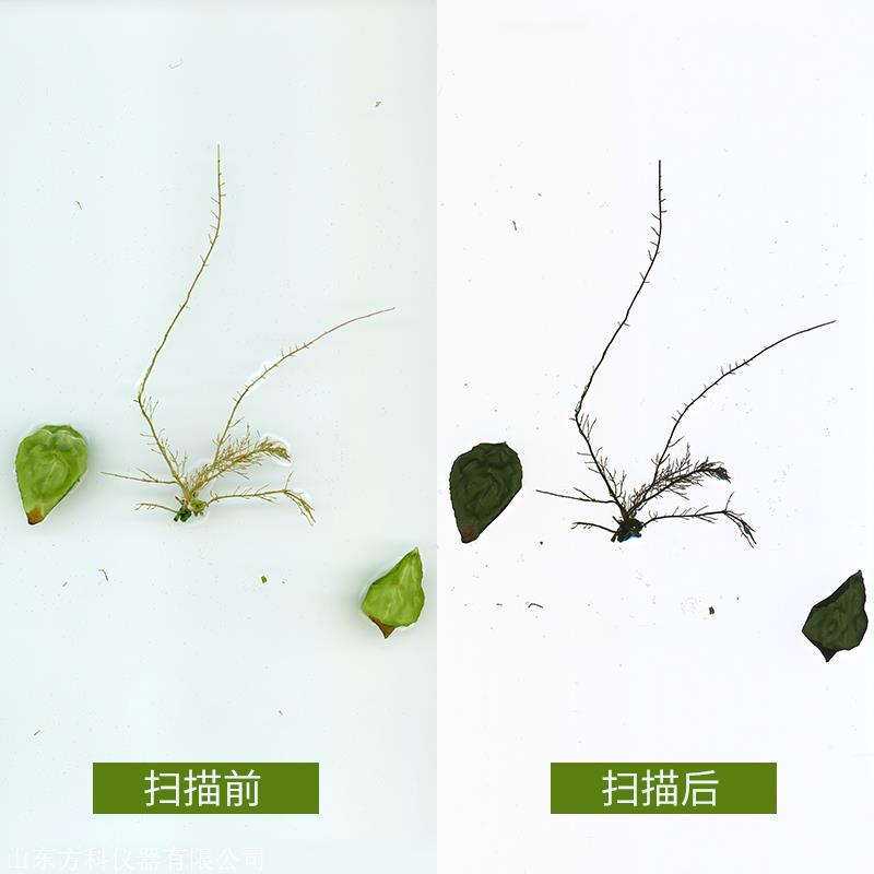 植物根系分析系统,方科植物根系分析系统,植物根系分析系统采购