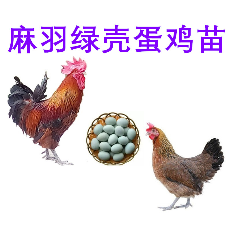 優質麻羽綠殼蛋雞苗批發,麻羽綠殼蛋雞苗批發養殖場,麻羽綠殼蛋