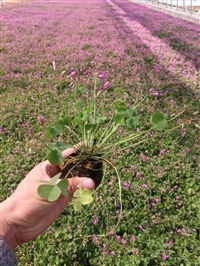 种植耐荫花卉紫叶酢浆草发货电话