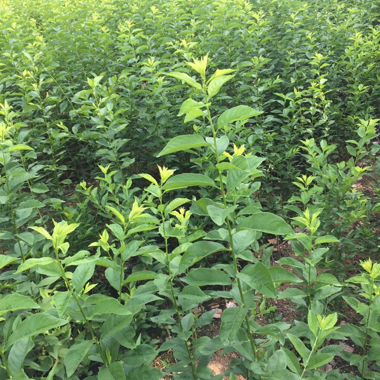 红宝石李子苗价格3年李子苗报价