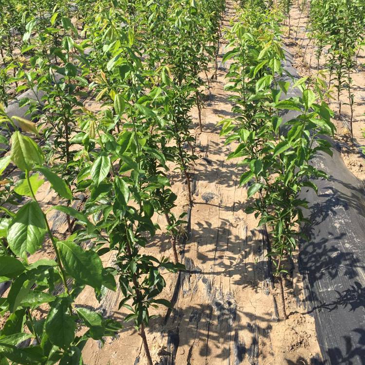 2公分李子苗李子苗品种销售