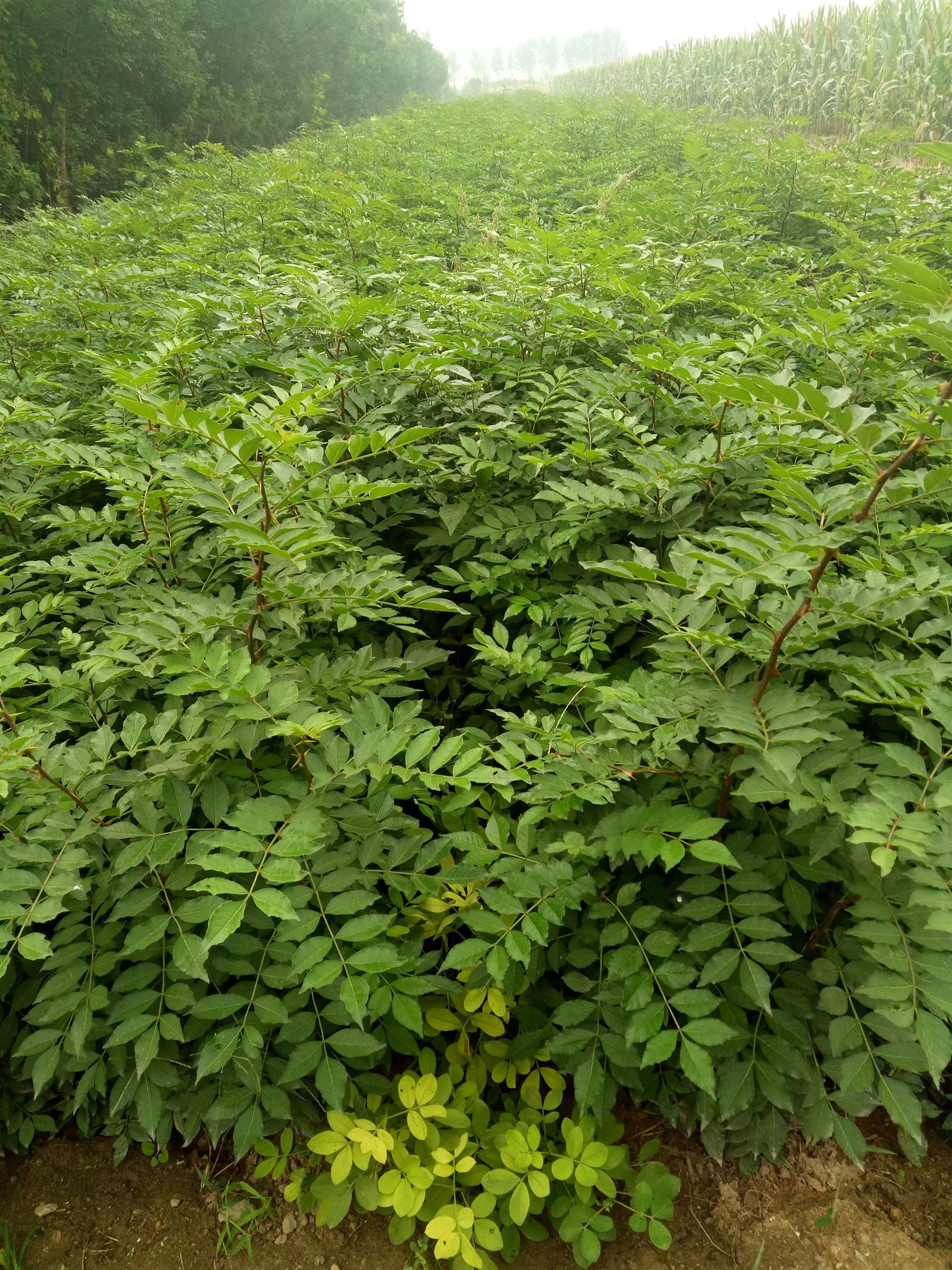 批发大红袍花椒苗基地