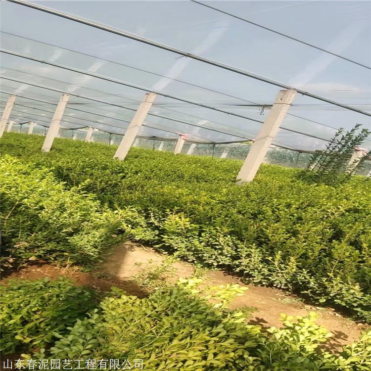 绿化带内栽植乔木1400多株 撑起更多遮阳伞