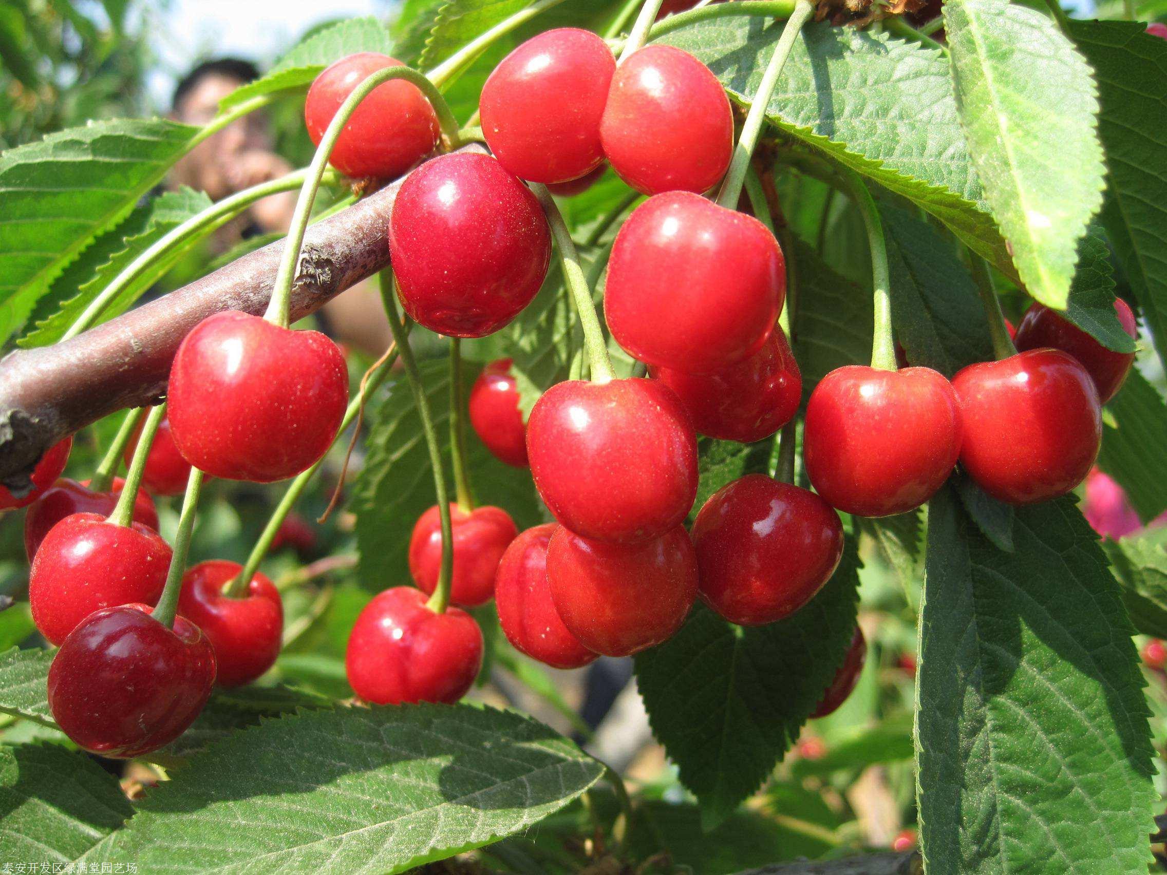 新乡车厘子樱桃苗哪里有