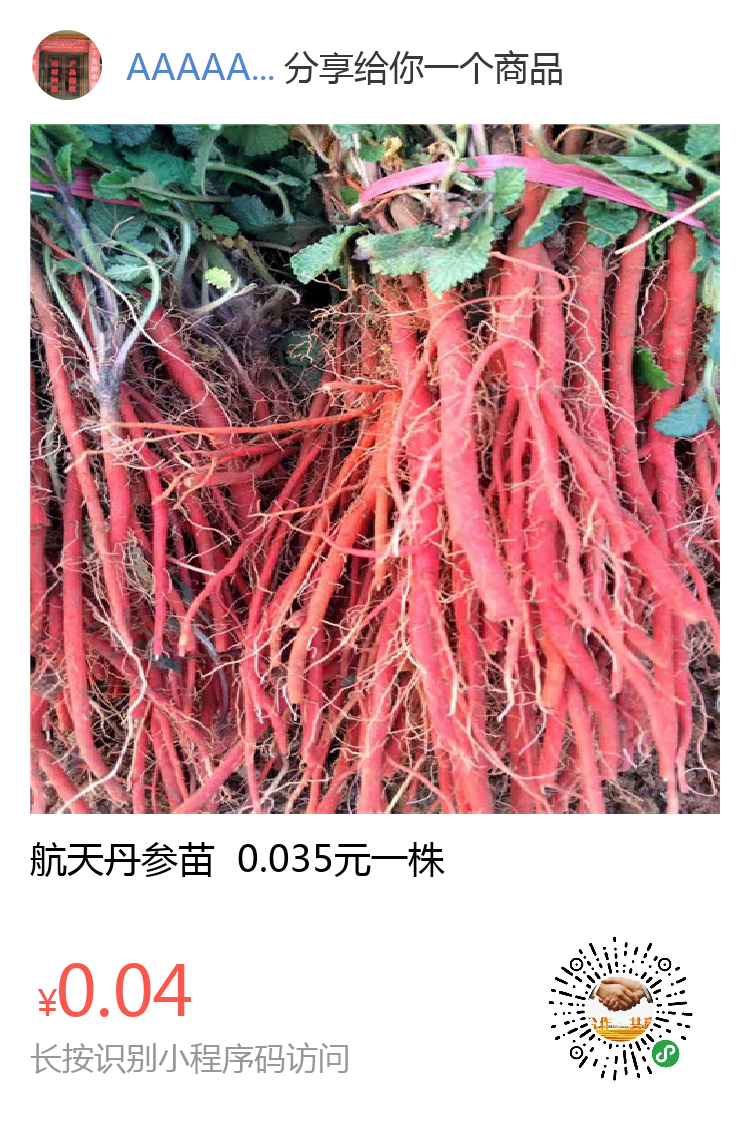 出售丹参苗丹参种植技术