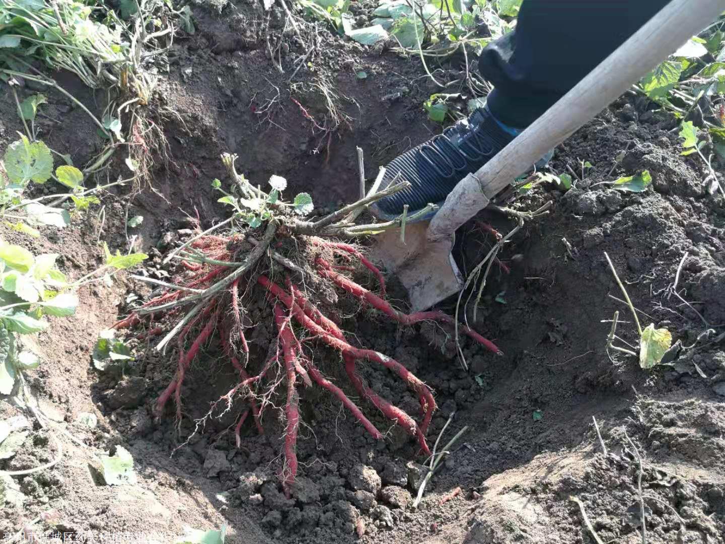 山东丹参苗价格丹参种植技术药美
