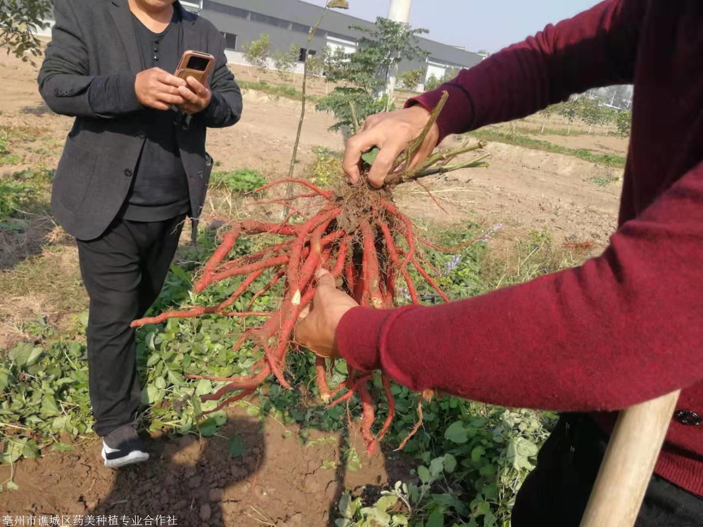 丹参苗种植管理哪里批发丹参苗药美