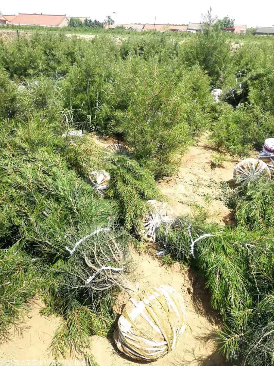 1.5米白皮松种植 山西白皮松报价 2米2.5米白皮松规格