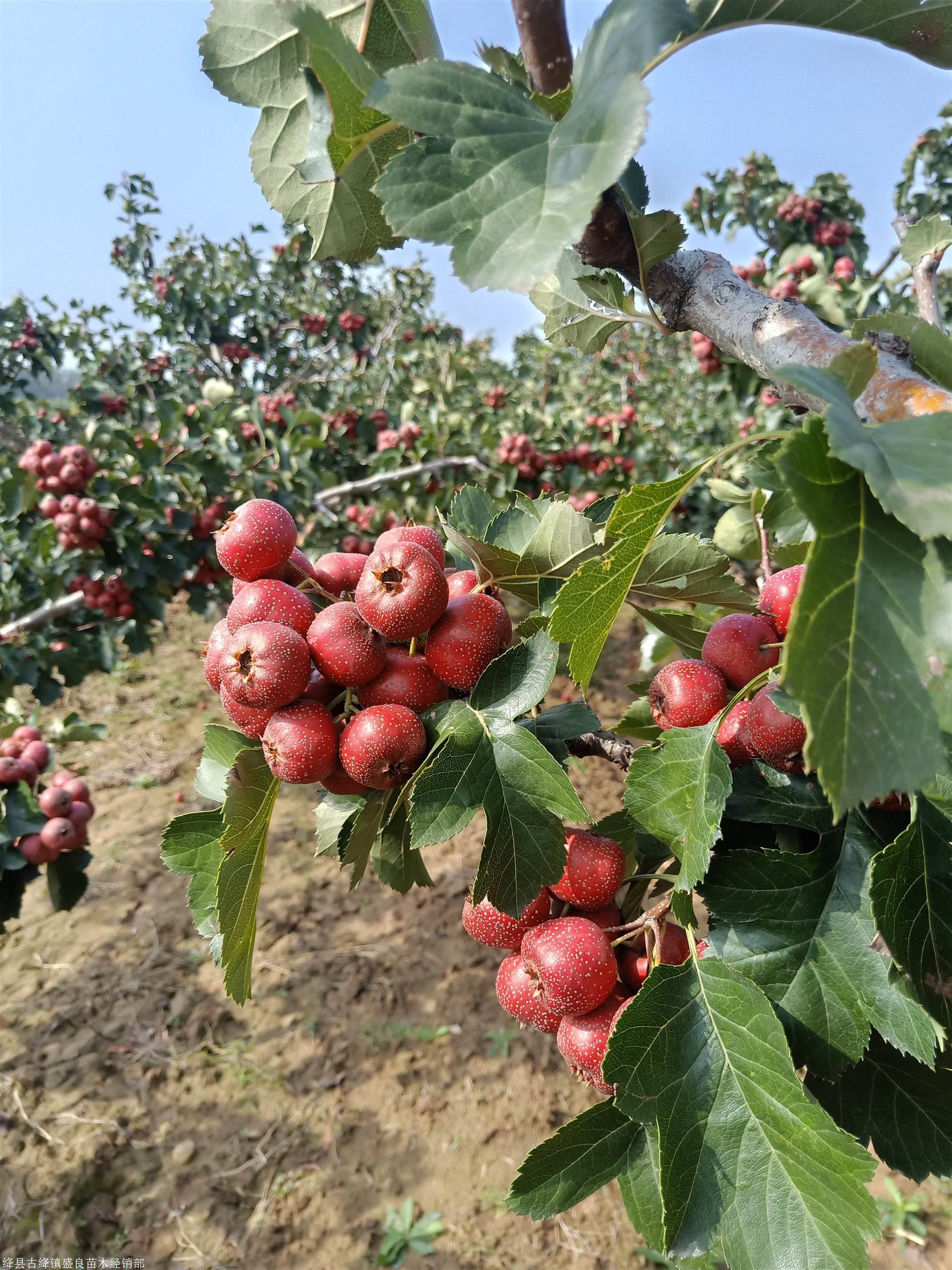 山楂苗-山楂苗价格/厂家/批发-绛县晟林苗木种植有限公司