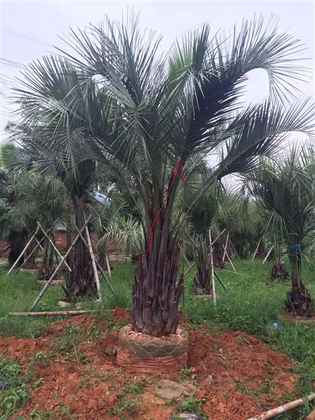 贵州布迪椰子广东福建布迪椰子浙江布迪椰子基地大量供应