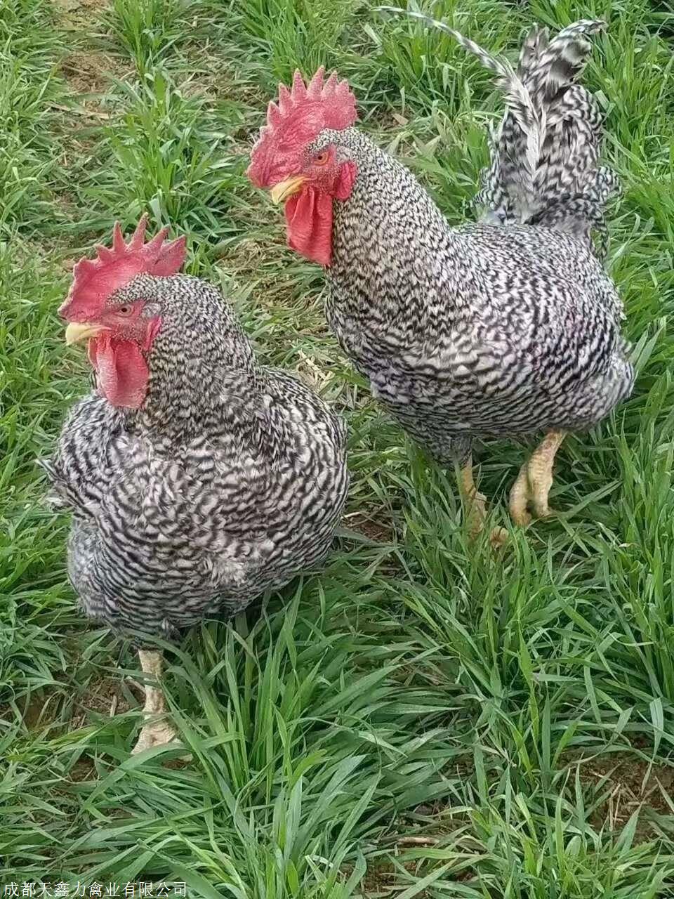 蘆花雞種苗多少錢一隻蘆花雞種苗哪裡有山東蘆花雞苗價格