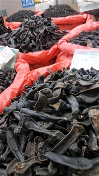 中药材批发水蛭