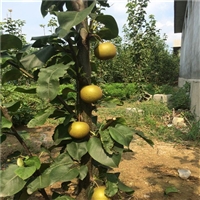 泰安3公分秋月梨树价格