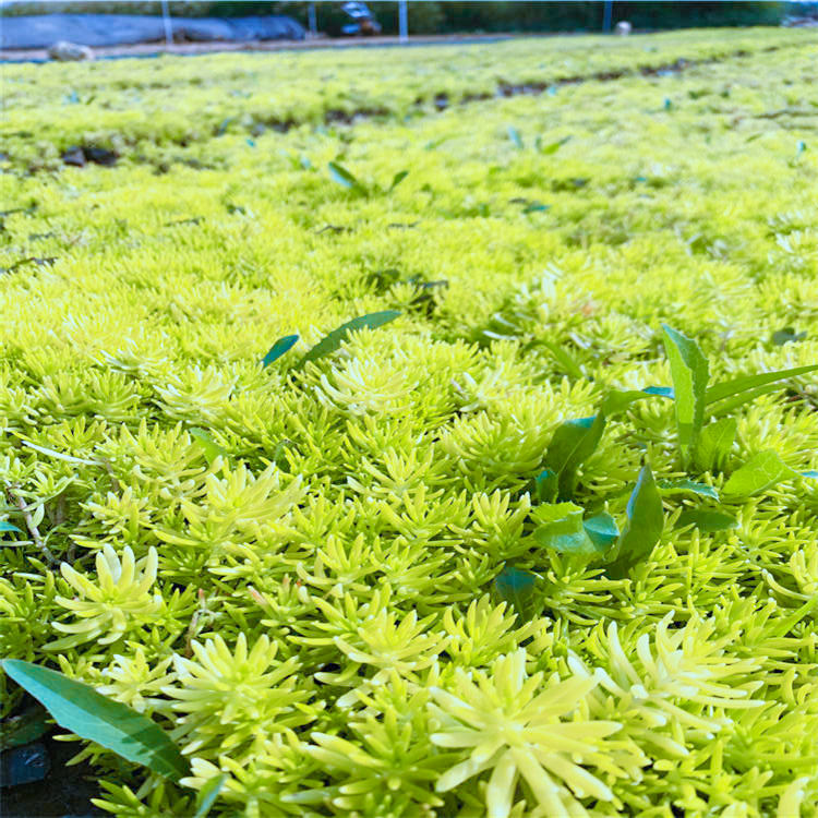 耐寒耐凍花卉植物佛甲草現貨供應