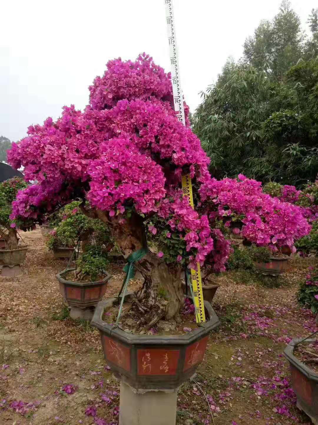 紫色花三角梅盆景