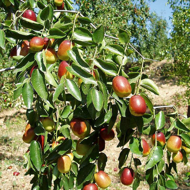 枣树苗批发盆栽地栽枣树苗价格