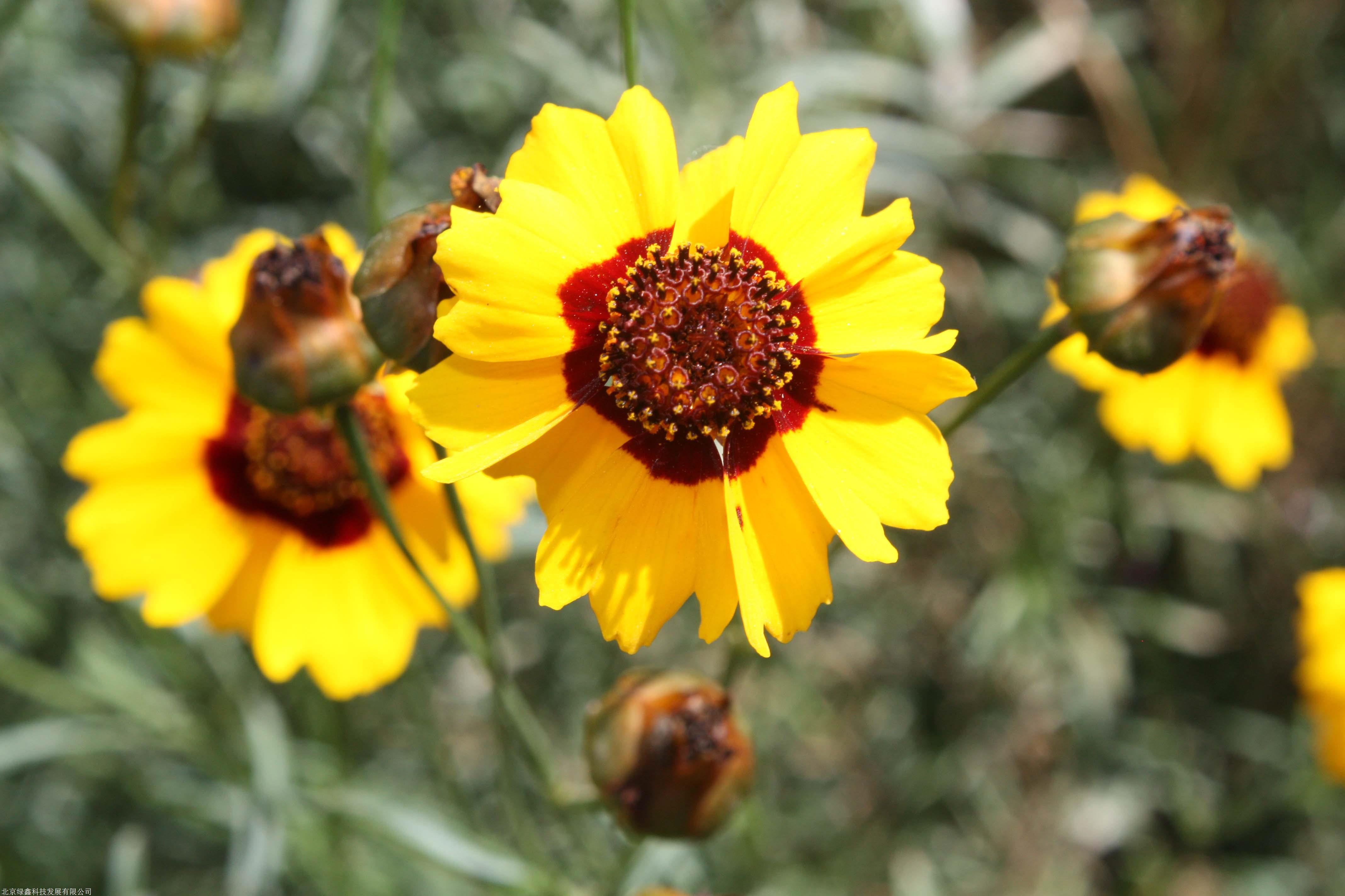 北京lvxin蛇目菊