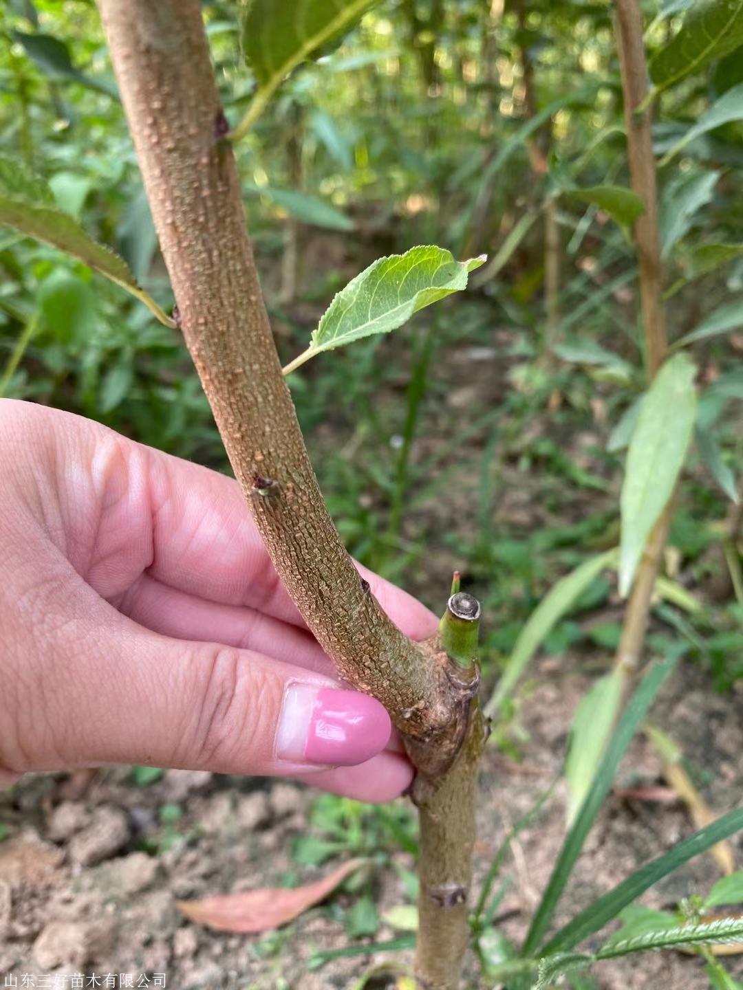 恐龙蛋李子种植技术图片