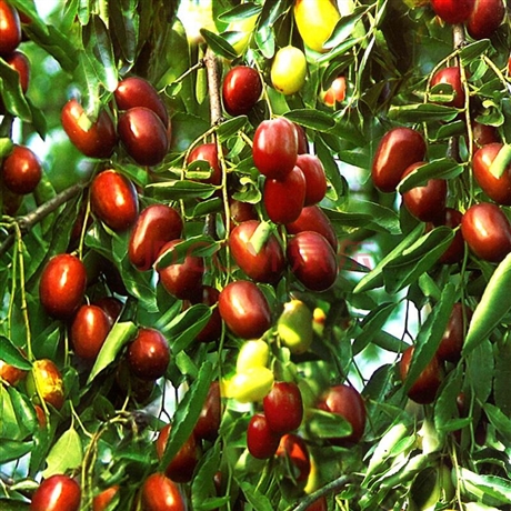 枣树批发多少钱一棵