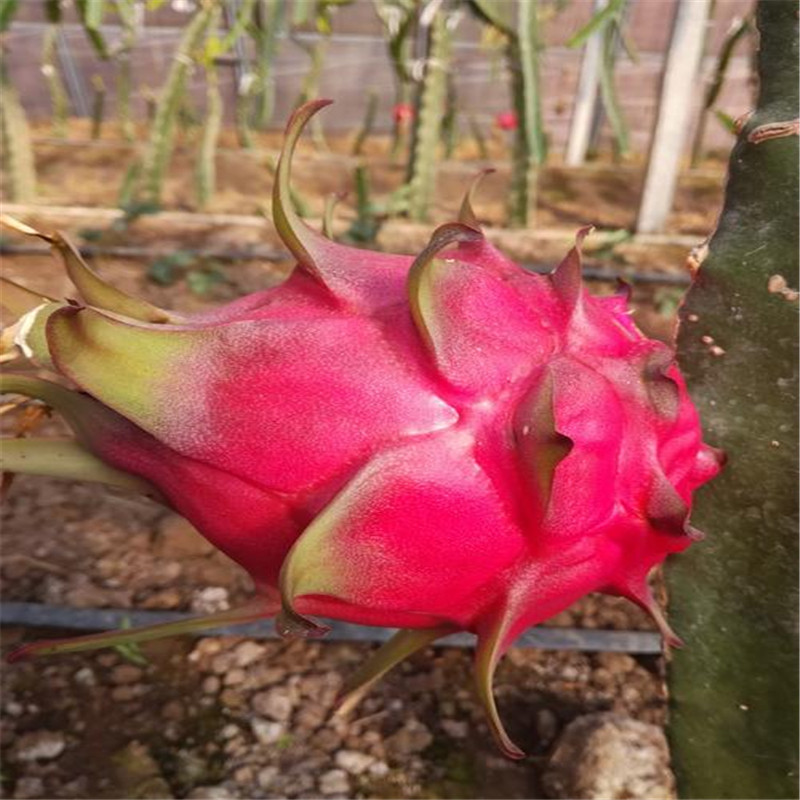 巨龙果火龙果苗包品种包成活巨龙果火龙果苗一颗哪里有