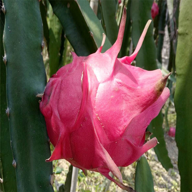 巨龙果火龙果苗质量好价格优巨龙果火龙果苗批发价格