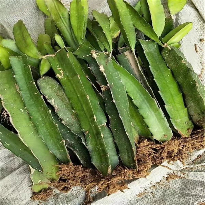 黄皮火龙果苗优质品种黄皮火龙果苗品种齐全