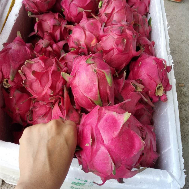 玉龙果火龙果苗常年供应批量供应玉龙果火龙果苗苗圃基地