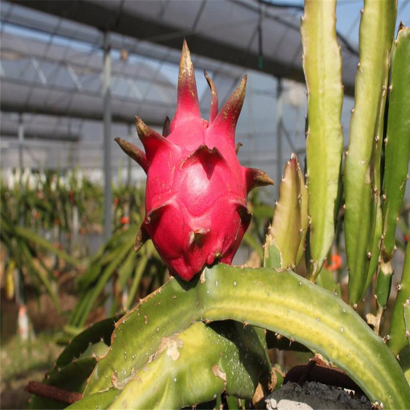 黑龙果火龙果苗优质品种黑龙果火龙果苗种植基地