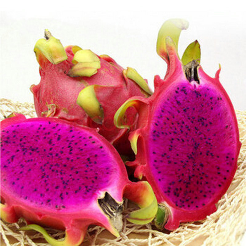 黑龙果火龙果苗优质品种黑龙果火龙果苗种植基地