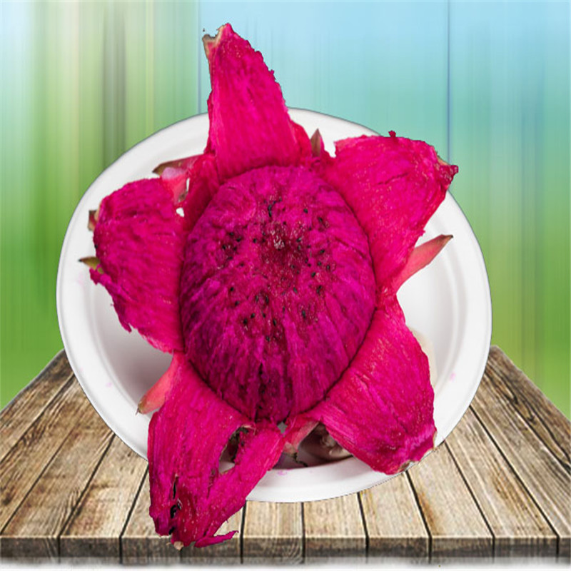 巨龙果火龙果苗大量出售巨龙果火龙果苗品种齐全