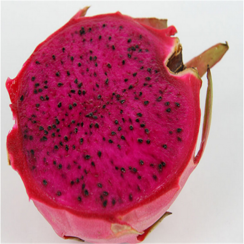 白心火龙果苗直销量大质优白心火龙果苗品种齐全