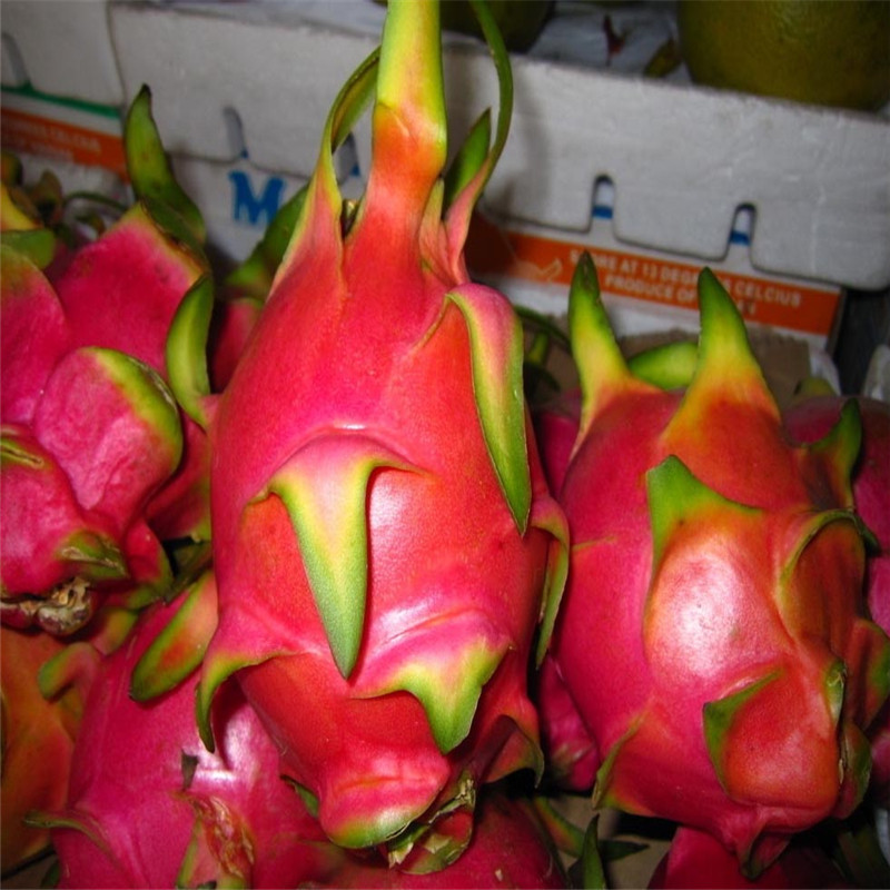 红心火龙果苗大量供应红心火龙果苗规格齐全