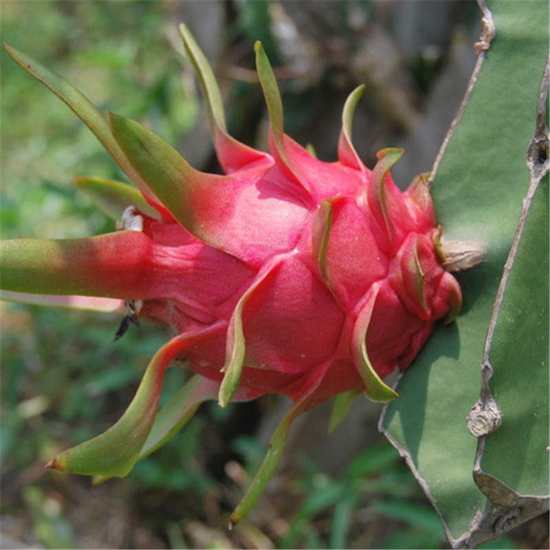 白心火龙果苗常年供应批量供应白心火龙果苗基地出售各种