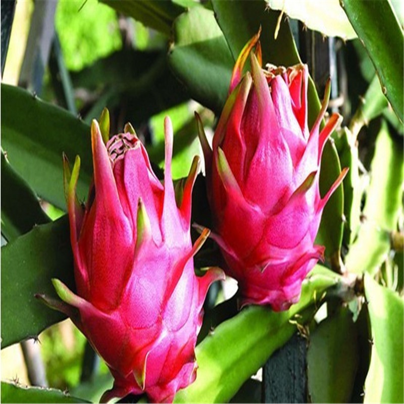 巨龙果火龙果苗品种纯价格低巨龙果火龙果苗种植基地