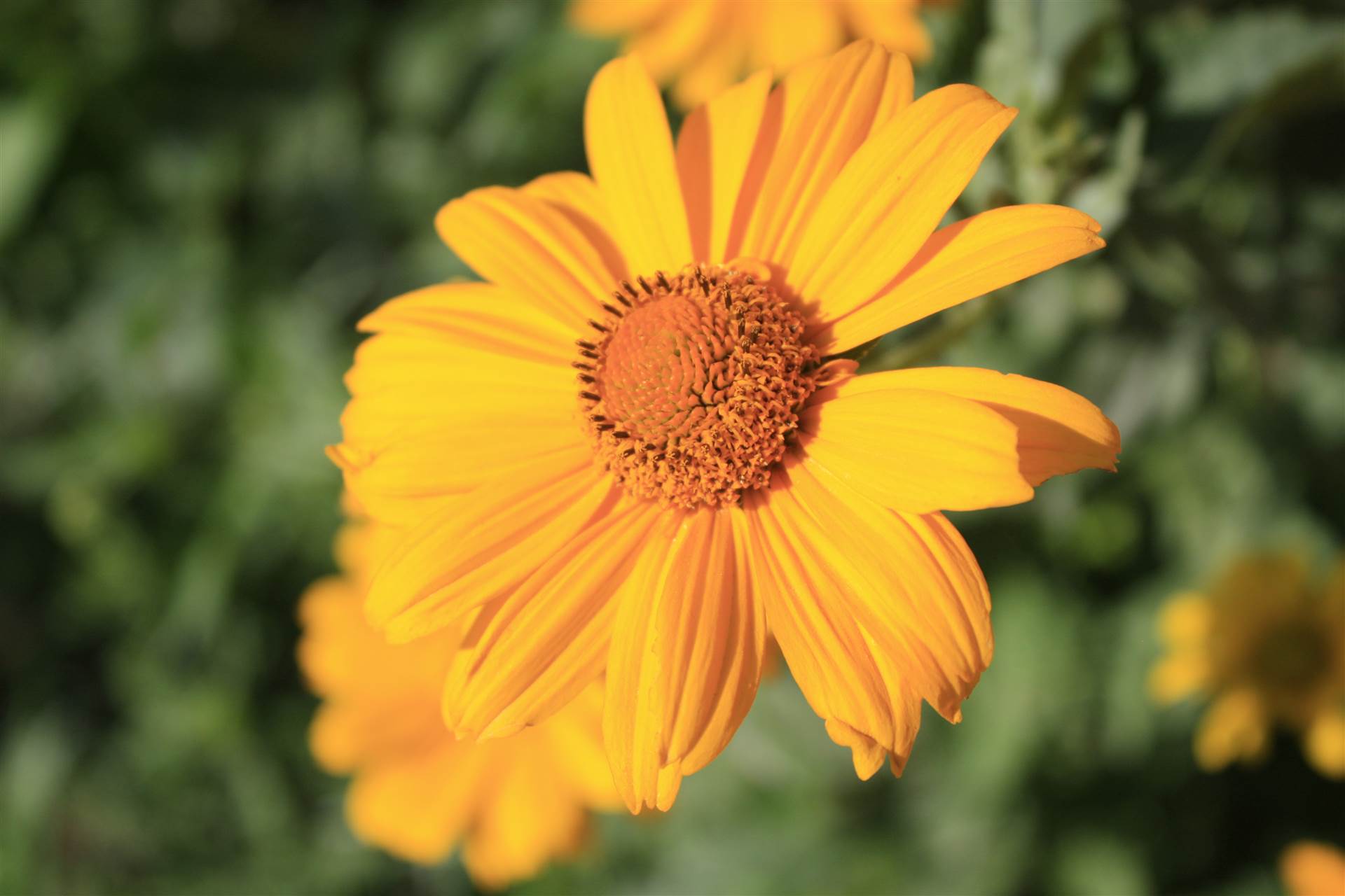 黄色向阳堆心菊