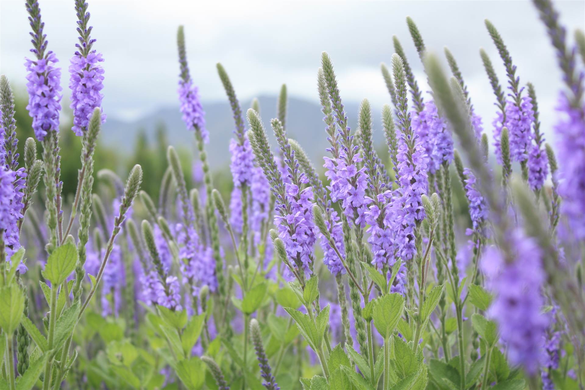 加拿大meinv樱-搜了网