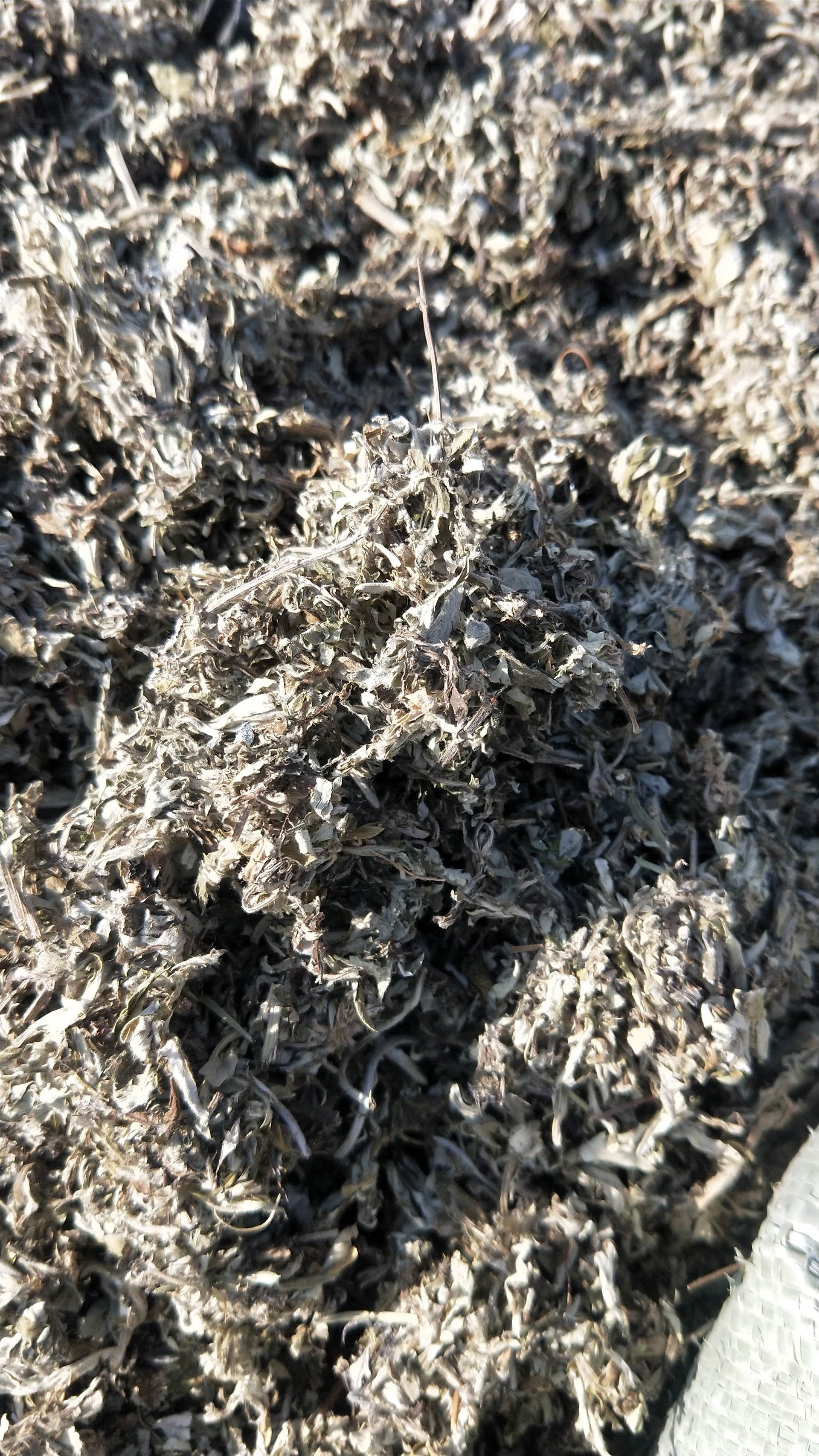 艾叶多少钱一斤